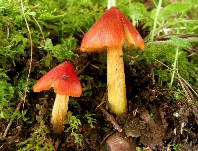 Hygrocybe d''agosto